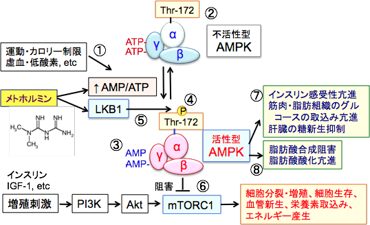 AMP活性化プロテインキナーゼ