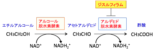 アルデヒド脱水素酵素とジスルフィラム